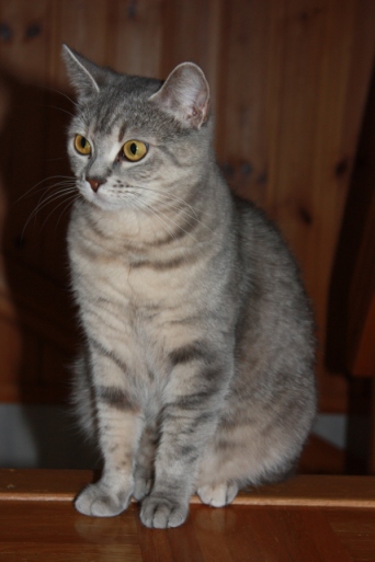 Hilma